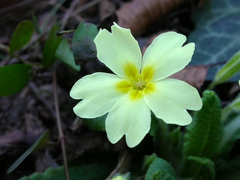 Primula vulgaris / Primula comune